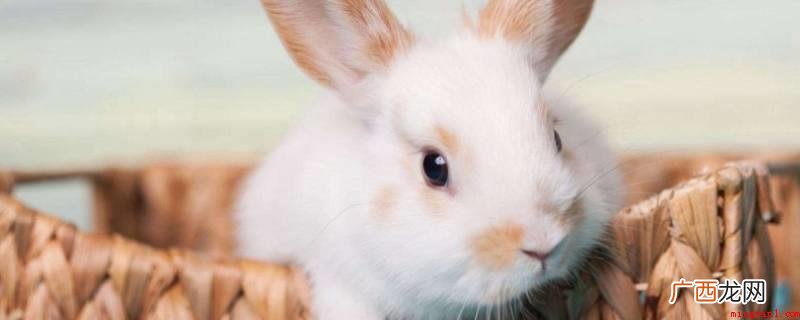 头顶无角的动物有狗、猫、狮子座、虎、小猴子、兔子等 没有角的动物有哪些呢