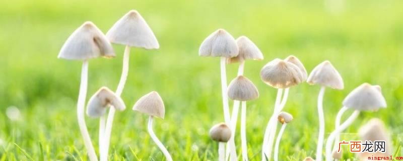 菌类类都是有平菇、金针菇、白蘑菇、草菇、滑菇等种类 蘑菇类都有哪些品种