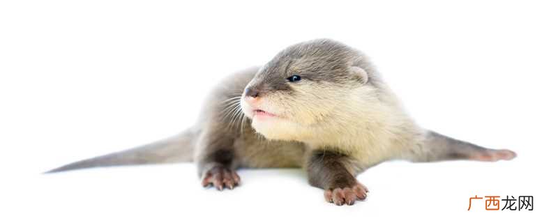 海獭和水獭在科属上、外观上、游泳姿势上、栖息环境上、饮食习惯 海獭和水獭的区别