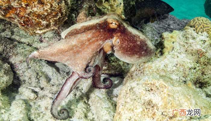海洋非生物资源可以为我们提供石油、天然气、多金属结核等 海洋非生物资源可以为我们提供什么