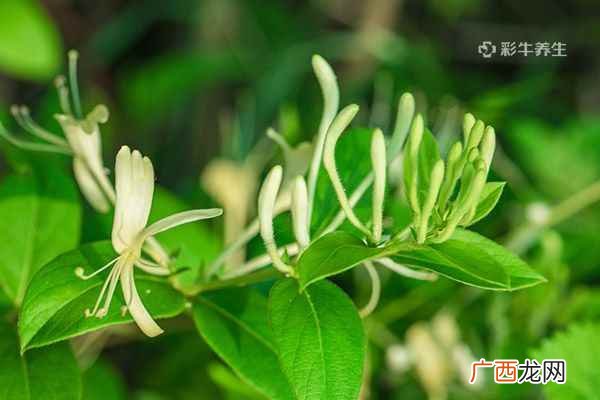 金银花泡水喝能减肥吗