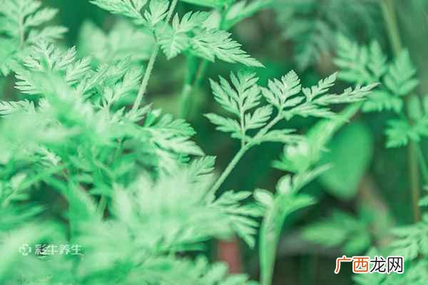 艾草泡水喝有什么功效和作用