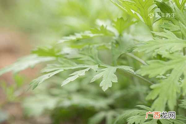 艾草泡水喝有什么功效和作用