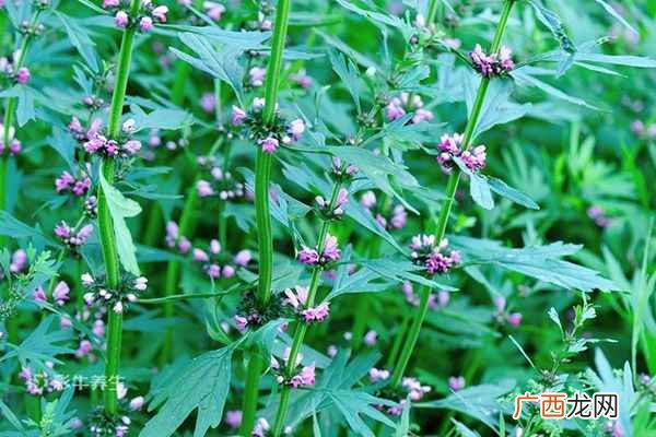 益母草泡水喝的功效与作用