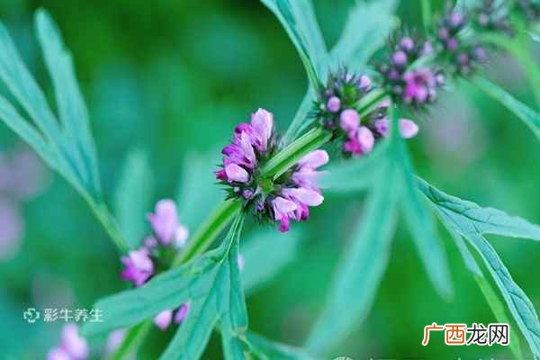 益母草泡水喝的功效与作用