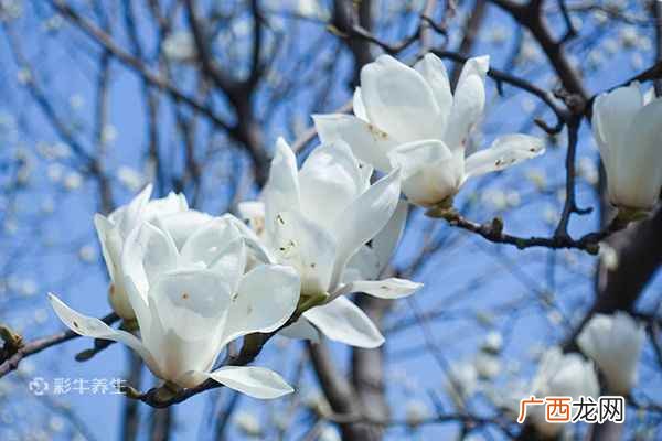 玉兰花泡水喝的功效