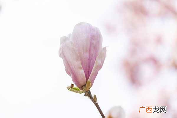 玉兰花泡水喝的功效