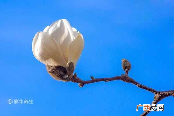 玉兰花泡水喝的功效