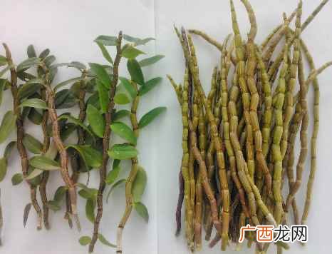 铁皮石斛的吃法日常饮食 铁皮石斛多少钱一斤
