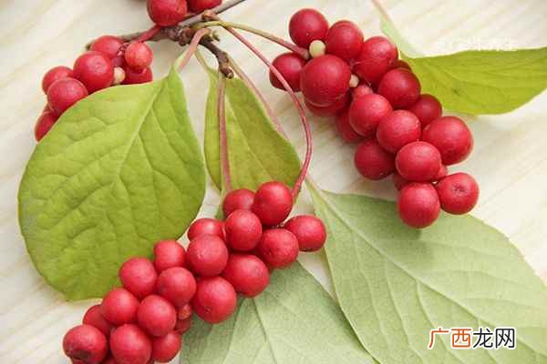 五味子能长期泡水喝吗