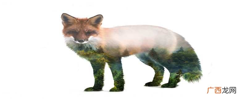 狐狸的性格特点是狡猾、机灵、智慧等