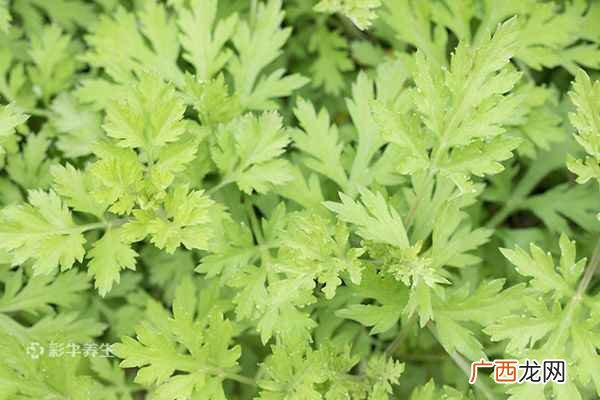 10款中药泡脚秘方
