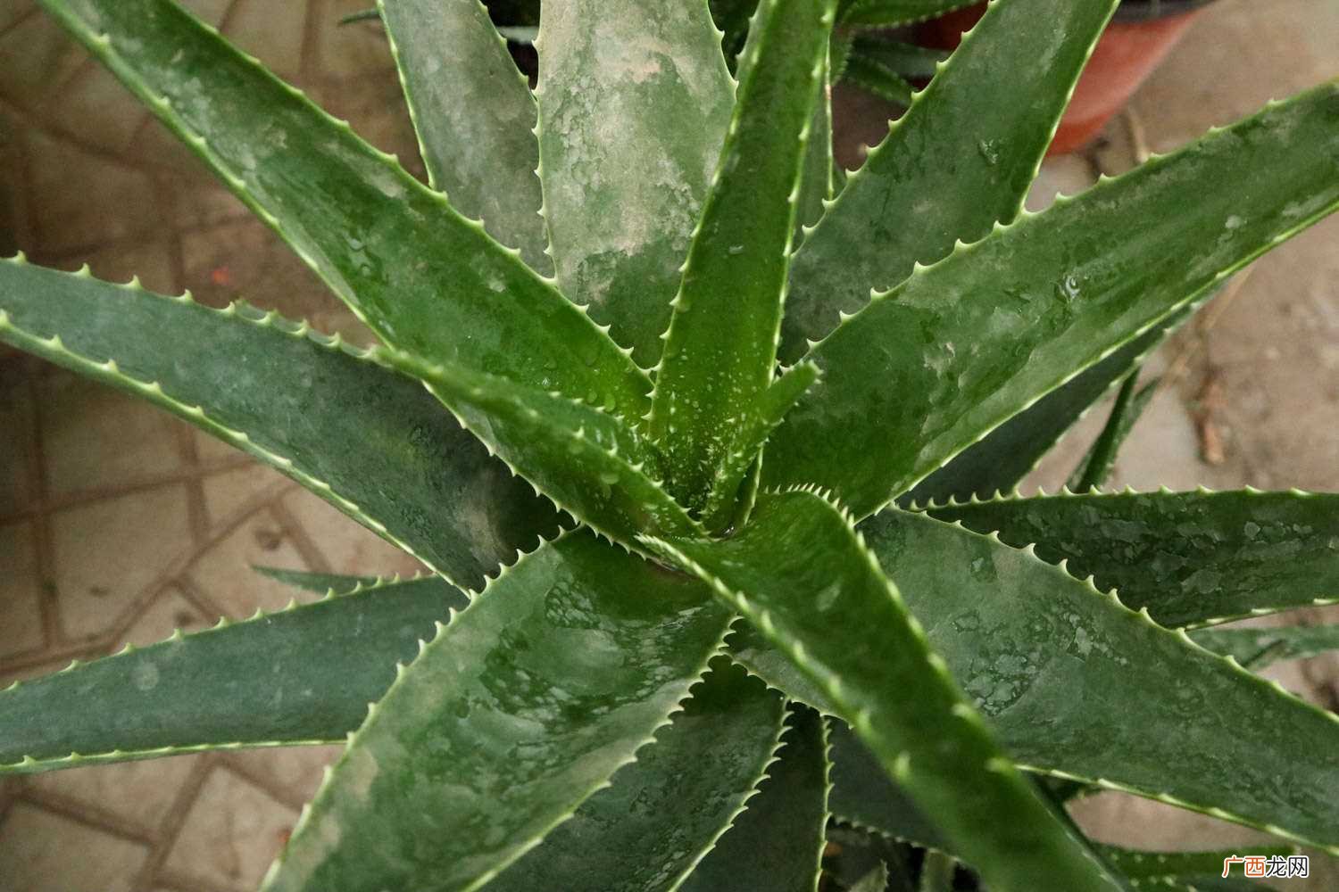 晚上释放氧气最多的植物是什么 适合睡房养的植物排名