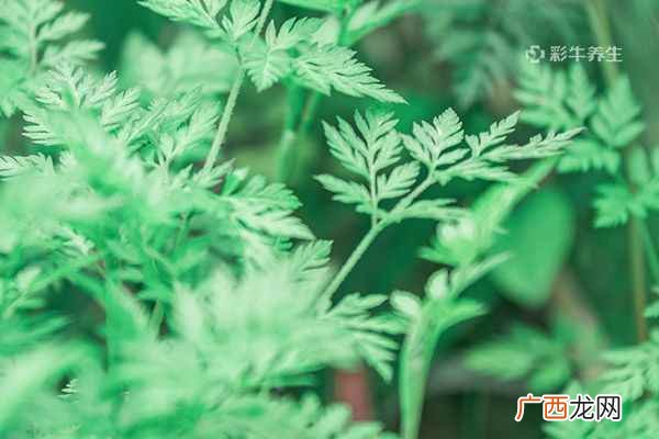 用什么泡脚减肥最快