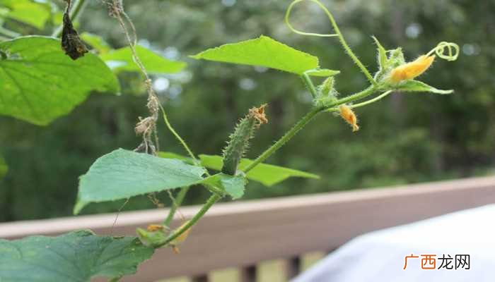 黄瓜控旺的最佳时间是从定植到开花前的这一段时间