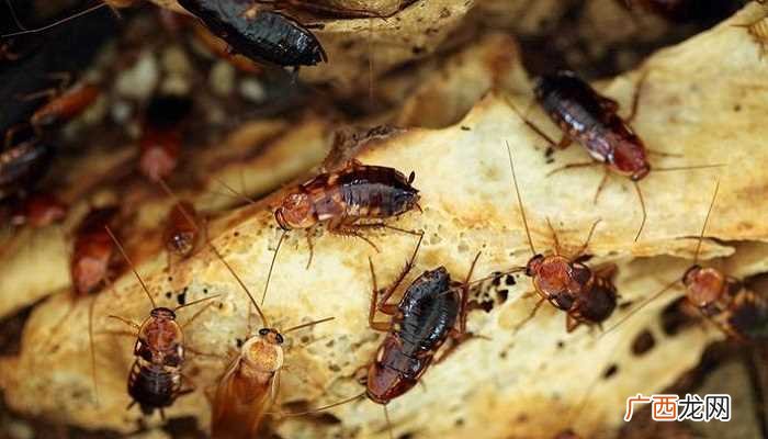 蟑螂的生存比食物更重要 蟑螂爱吃什么