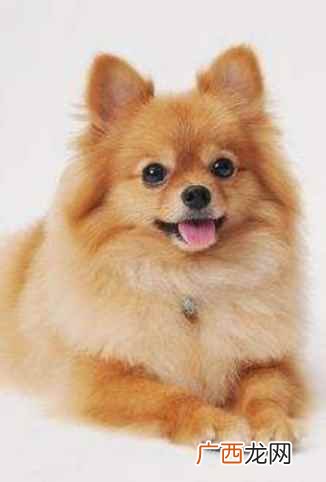 纯种的博美犬多少钱一只 博美狗狗多少钱一只