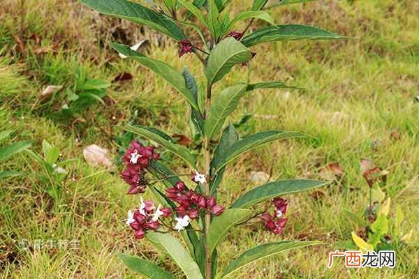 灯笼草泡水喝的功效