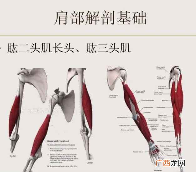肱怎么读