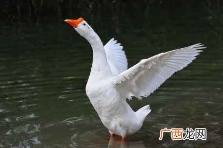 鹅吃什么