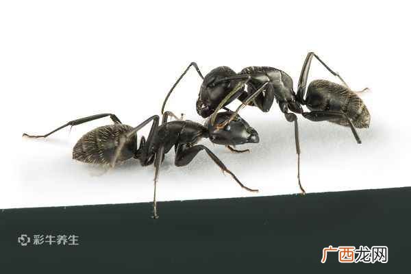 黑蚂蚁泡酒有什么功效