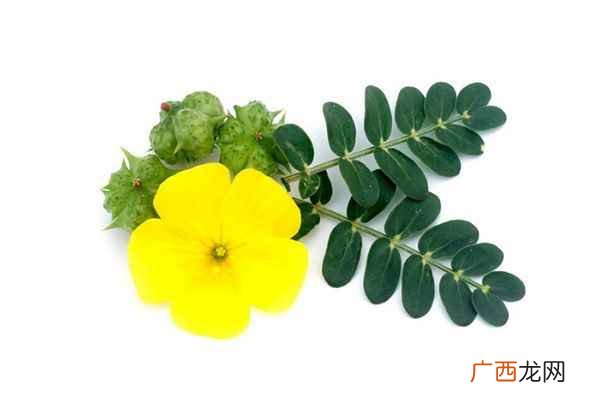 蒺藜泡水喝的功效