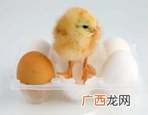 创业女性做梦梦见小鸡崽 女性做梦梦见小鸡崽是什么意思
