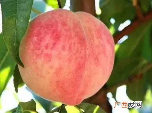 桃子在成熟之后的食用价值比较高 桃子几月份成熟