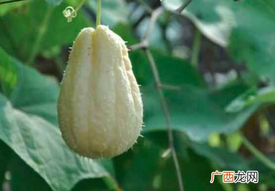佛手瓜和佛手的区别