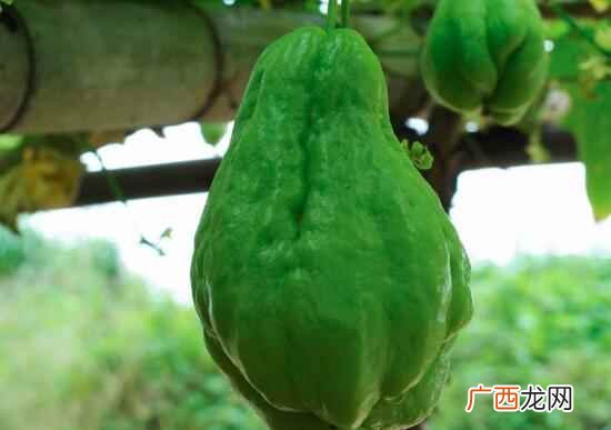 佛手瓜可不可以生吃 佛手瓜可以生吃吗