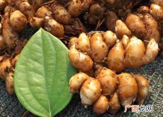 洋姜的热量