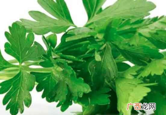 芹菜的热量只有三十五大卡每一百克 芹菜叶的热量