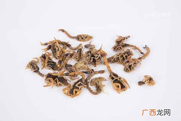蝎子泡酒能治风湿吗