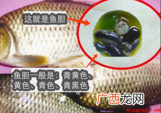 吃鱼胆对眼睛好吗 鱼胆破了怎么处理 吃鱼胆对眼睛好吗
