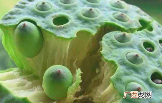 生吃莲子的好处和坏处