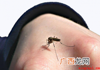 为什么广东的蚊子又多又大蚊子喜潮湿 蚊子包可以挤破吗