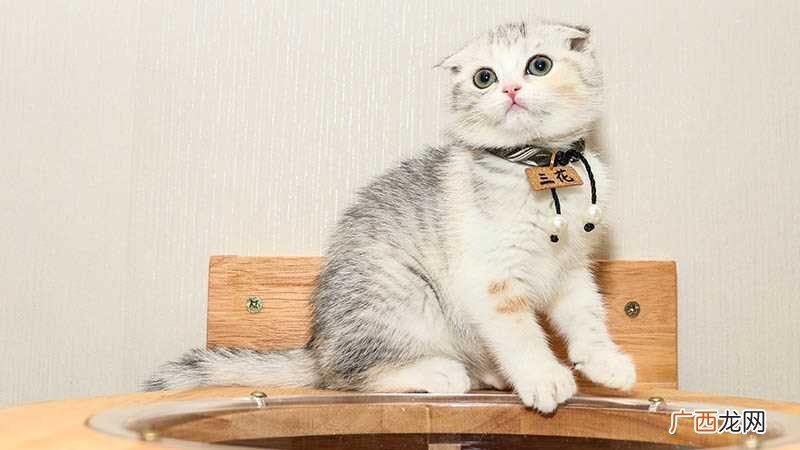做梦猫死了代表什么做梦