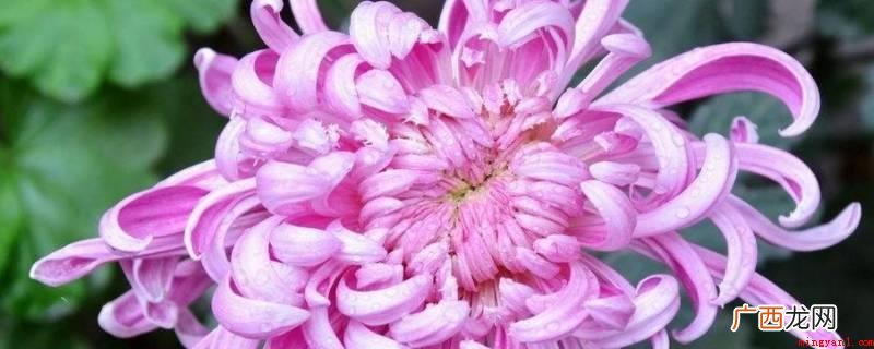 龙爪菊在冬天开花是好兆头吗