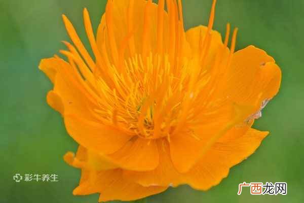 金莲花泡水喝的功效与作用 金莲花泡水用几朵