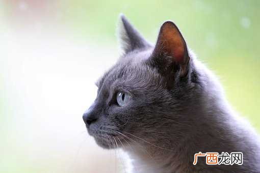 梦见被猫抓伤是什么意思
