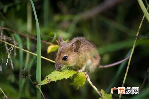 梦见被老鼠咬手是什么意思