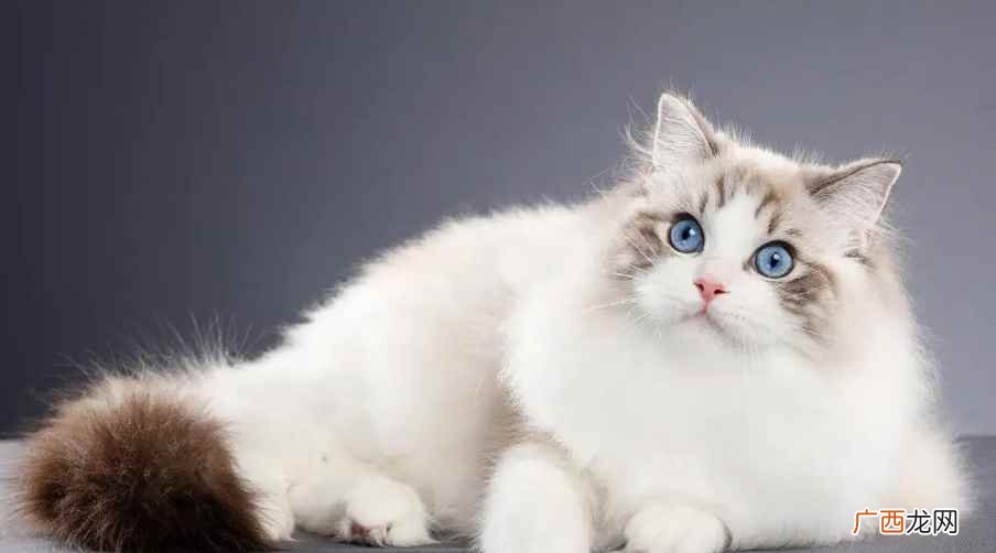 为什么火焰布偶猫便宜？