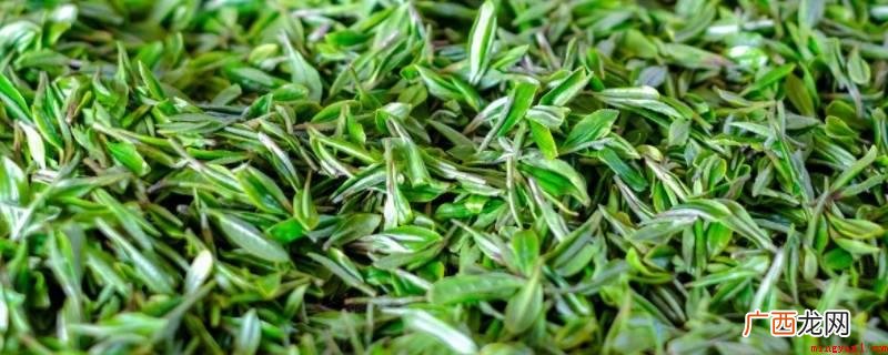 春末试新茶什么意思