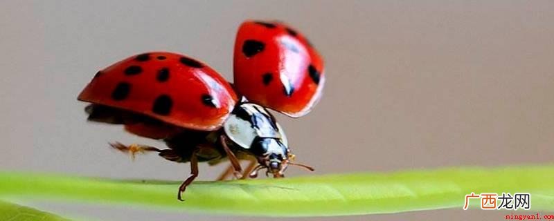 益虫包括瓢虫、蜻蜓、螳螂、蜜蜂等 什么是益虫有哪些