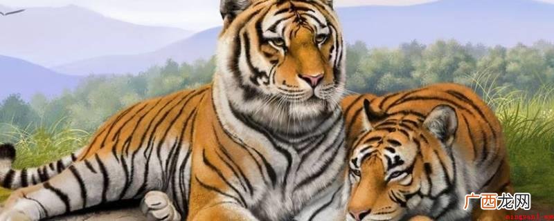 有华南虎、西伯利亚虎、巴厘虎、孟加拉虎、白虎等 老虎种类