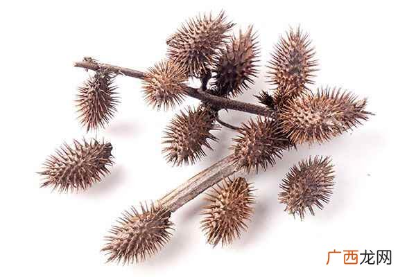 苍耳子泡水喝的正确方法 苍耳子泡水喝正确方法