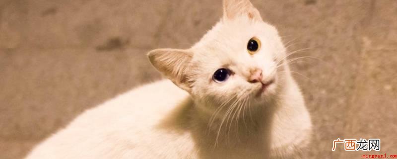 重庆流浪猫收容中心位于重庆市九龙坡区白市驿大河村王家石堡、重 重庆流浪猫收容中心在哪里