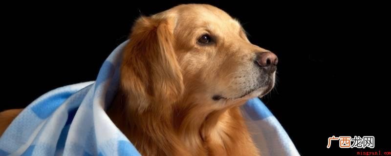 金毛猎犬被释放后无法生存 金毛狗狗被放生会活不下去吗