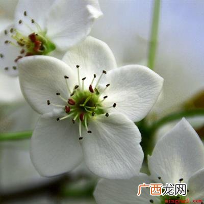 春季梨花会35月左右,不同地区的花期也有一些差异,有早有晚 梨花是什么季节开的？