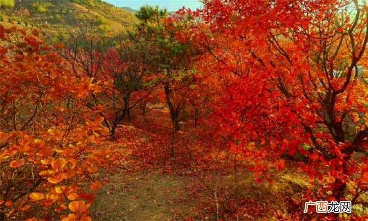 香山红叶位于在我国哪一座城市? 红叶著名的香山位于哪座城市